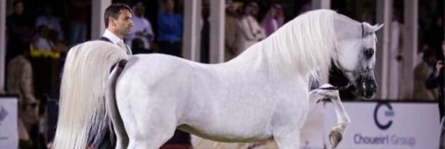 BARRAK_O's profile banner image