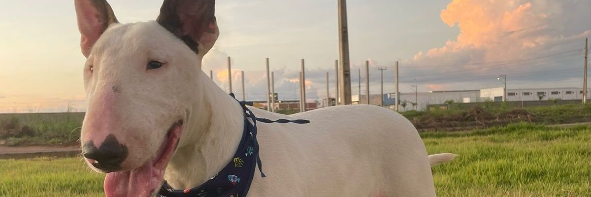 RedrochaRX's profile banner image