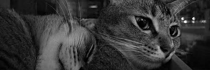 sari3540's profile banner image