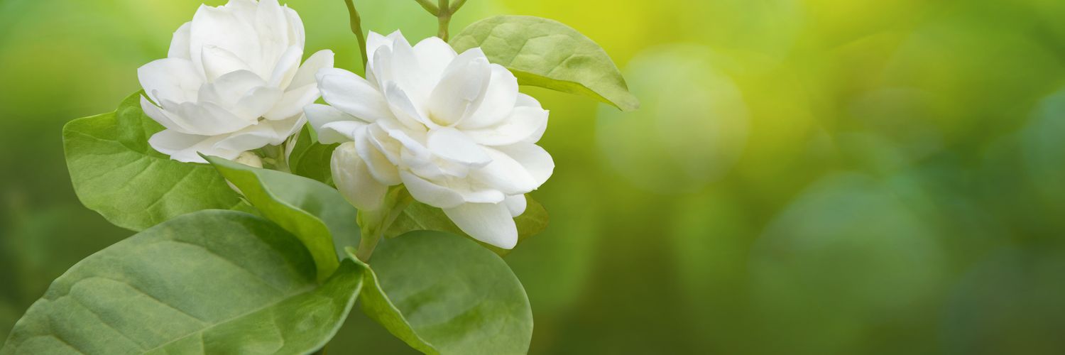 YSJagathi's profile banner image