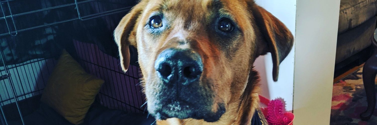 Ryan Rhino Voth banner