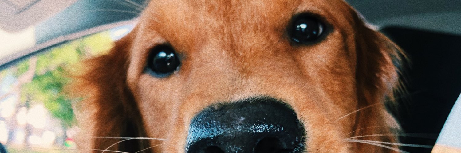 KayleeRenReese's profile banner image