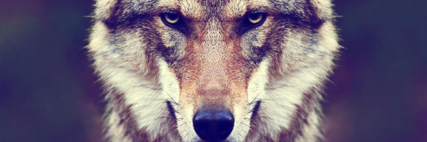 月と狼 (@wolf_moon1370) / Posts / X
