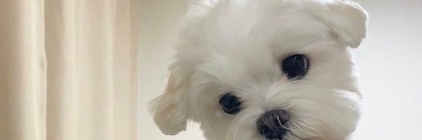 _lethxbo Profile Banner