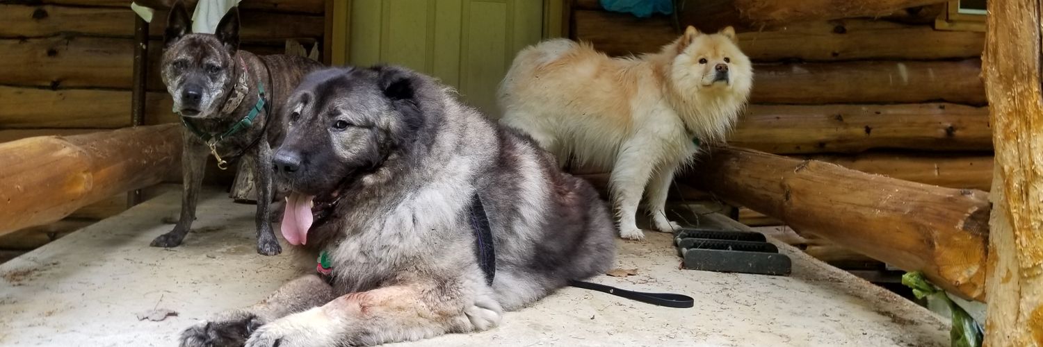 pawsitivreactns's profile banner image