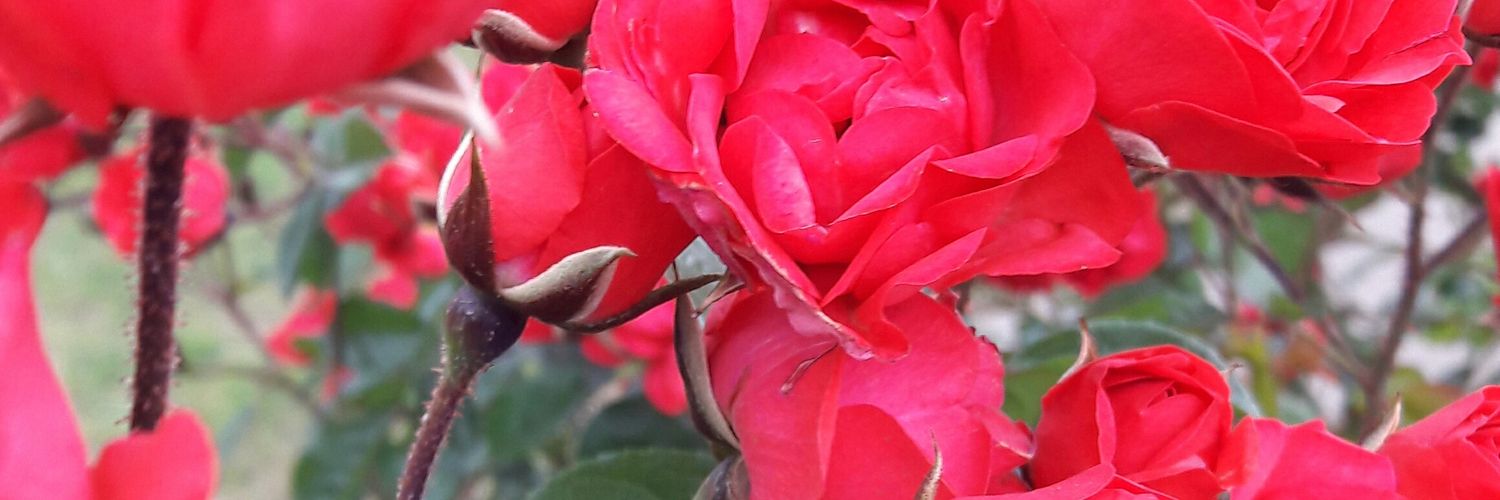 soofivilches's profile banner image