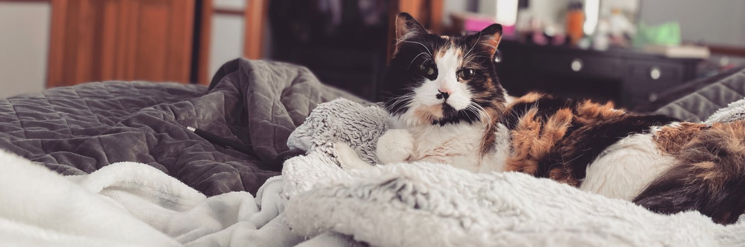 tiffanynpreston's profile banner image