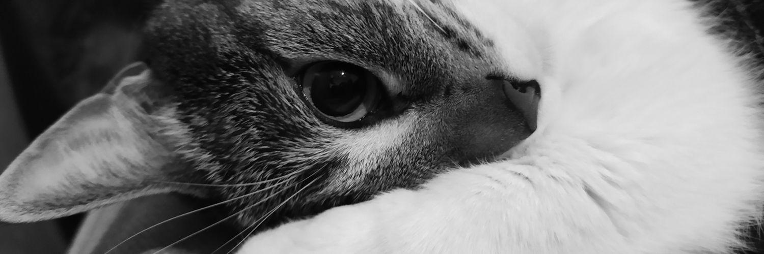 PauMartinez99's profile banner image
