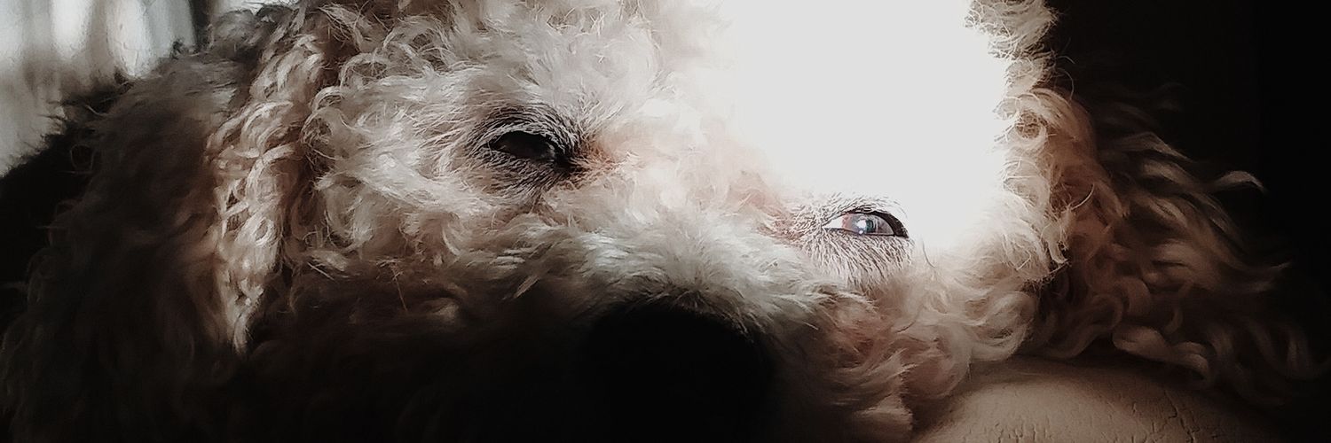 candgrossi's profile banner image