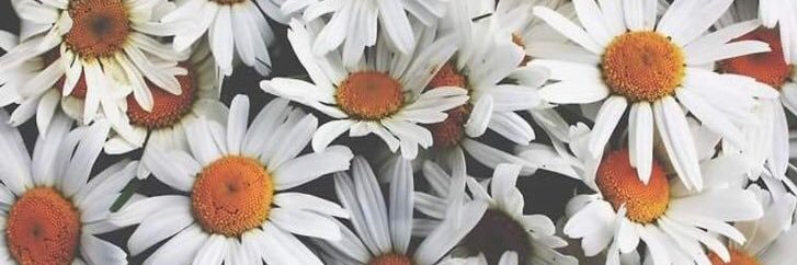 kels_schall's profile banner image