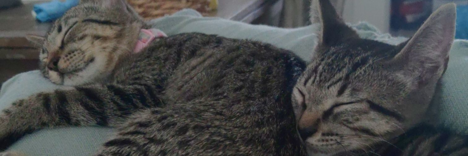 ProDoubleSushi banner