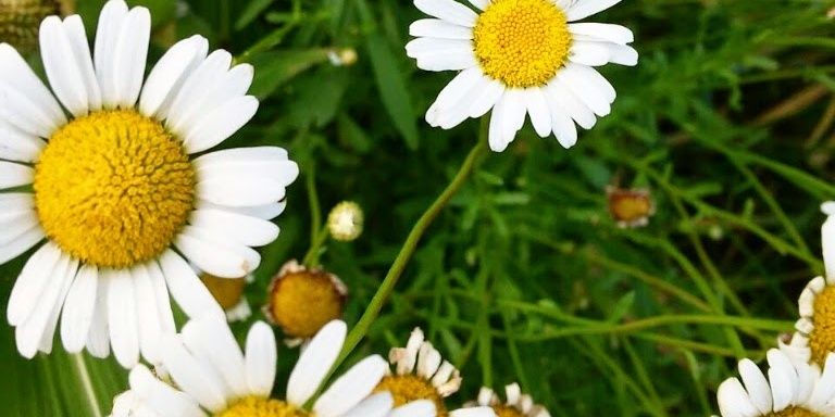 Suguspetti's profile banner image