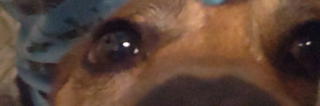 Barlox banner