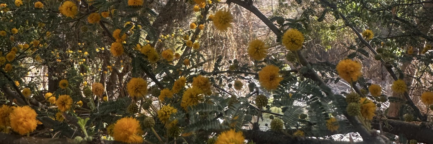 Dulce Fernanda Torres banner