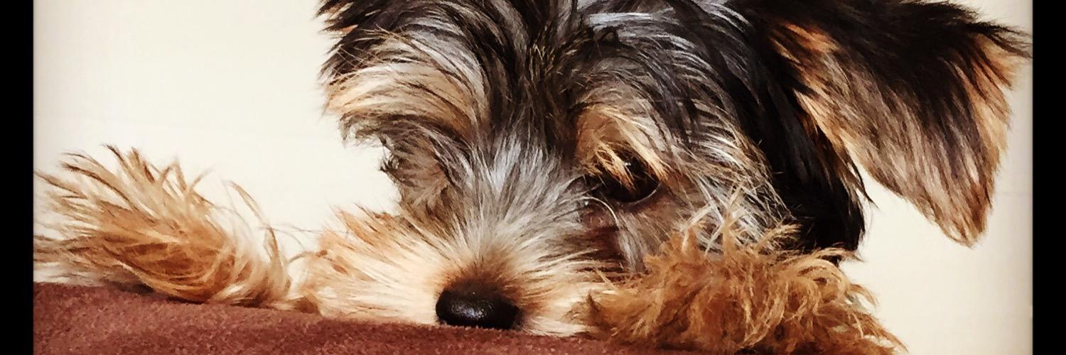 Loopylola the yorkie banner