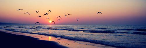 💜𝒫𝒾𝓈𝒸𝑒𝓈 𝒫𝓇𝒾𝓃𝒸𝑒𝓈𝓈💜 banner