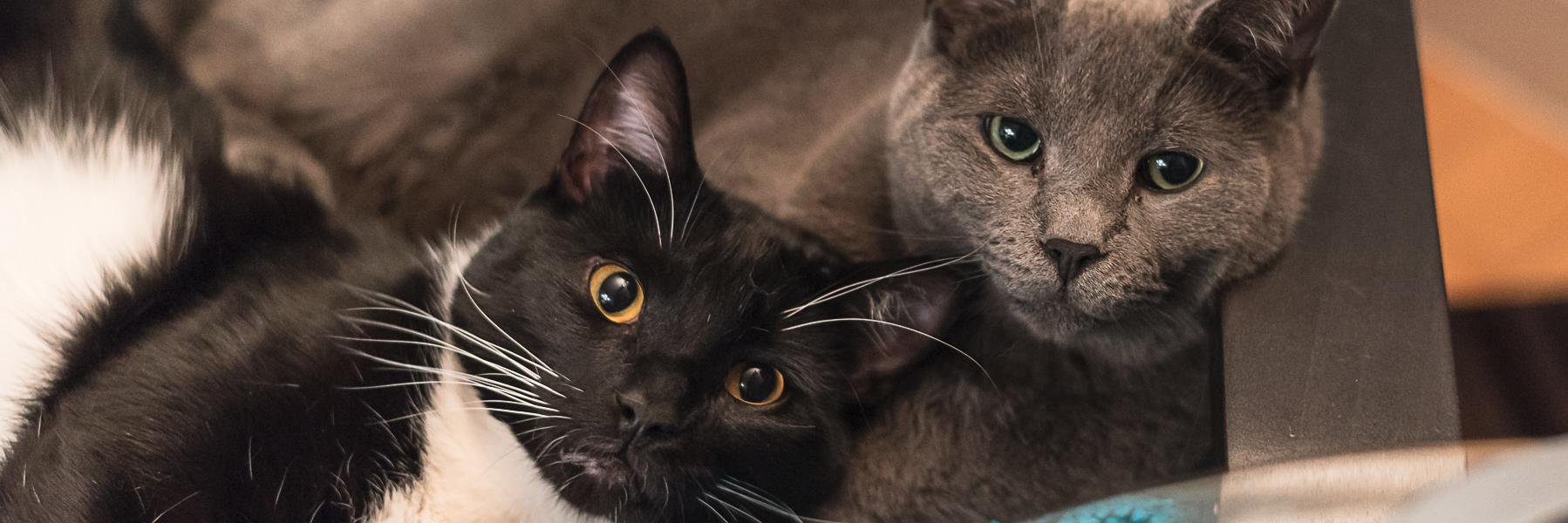 Virginie Ivy 🇨🇦🍁⚜️🇺🇦🌈❄️ banner