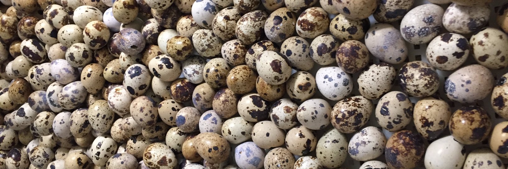 Manchester Quail banner