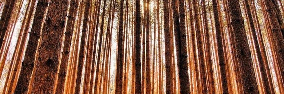 JeivinF's profile banner image