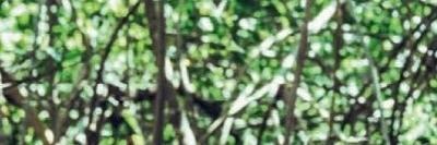 candicectvgdr's profile banner image
