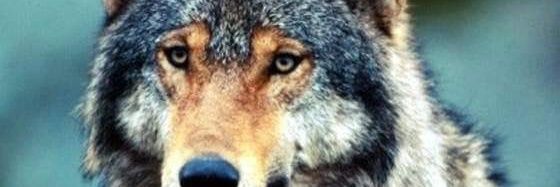 davidaslestead's profile banner image