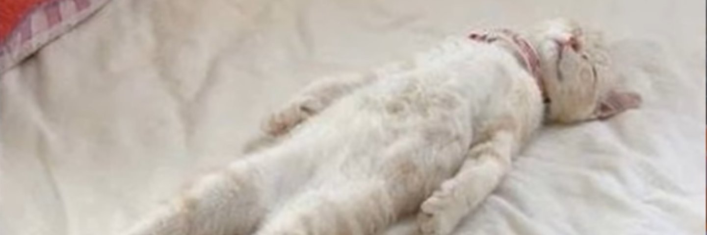 vnzcf's profile banner image