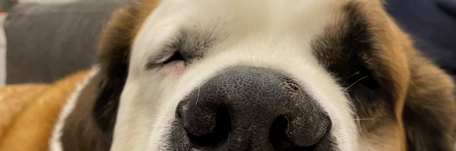 bigforells's profile banner image
