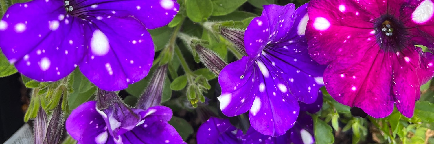 crazylicious85's profile banner image