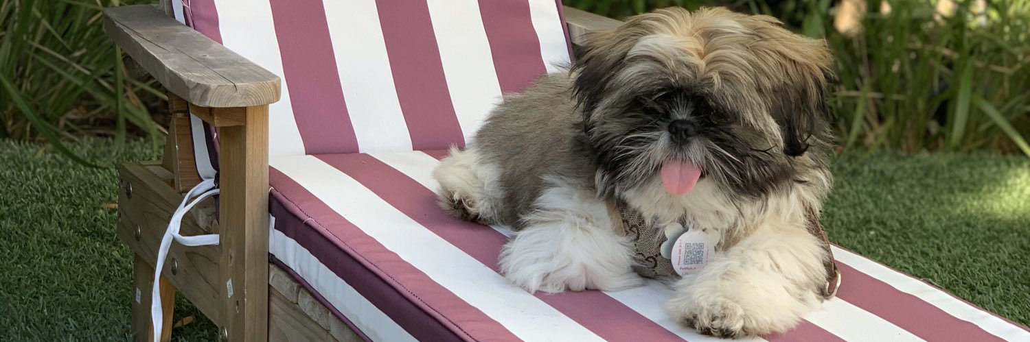 Daniela Majé banner