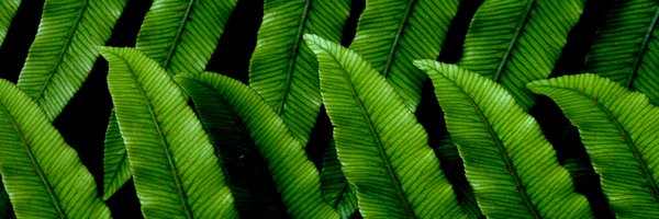 NZ_PCE Profile Banner