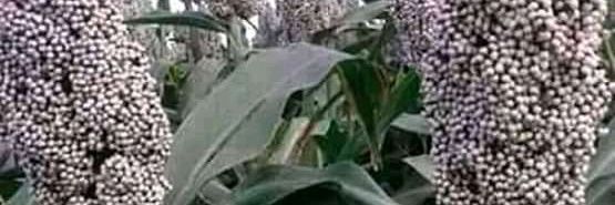 mustaphamodumm's profile banner image