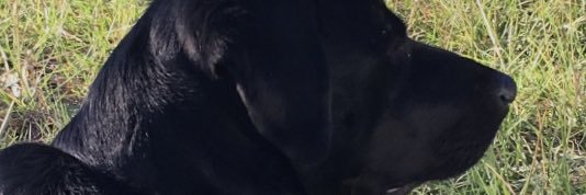 Keith Doberman banner