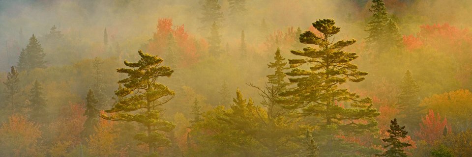 pcnky's profile banner image