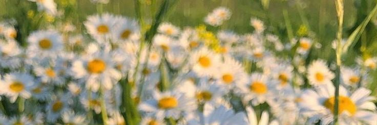 dina_let's profile banner image