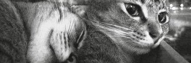 melaniaarusso's profile banner image