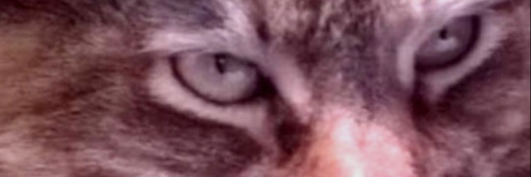 MaddyPezzoni's profile banner image