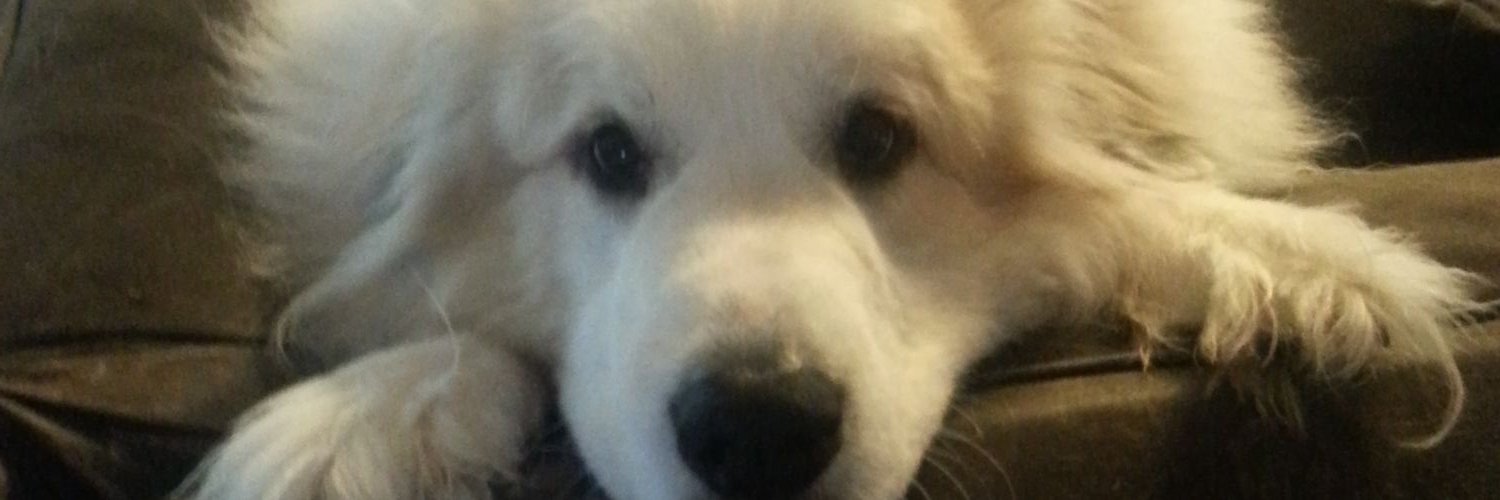 CardslingerDave's profile banner image