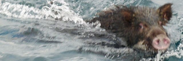 MaxReddo's profile banner image