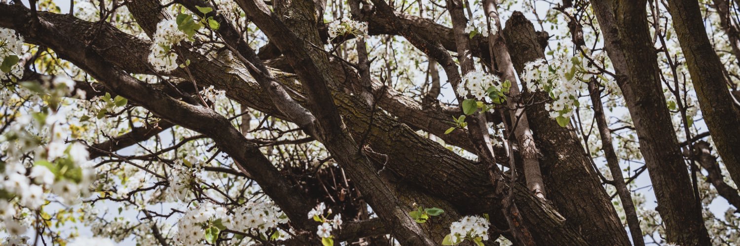 Nate Coumos banner