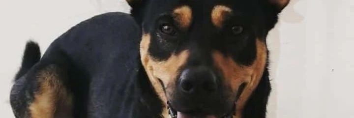 RReincidente's profile banner image