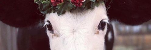 ifliebers's profile banner image