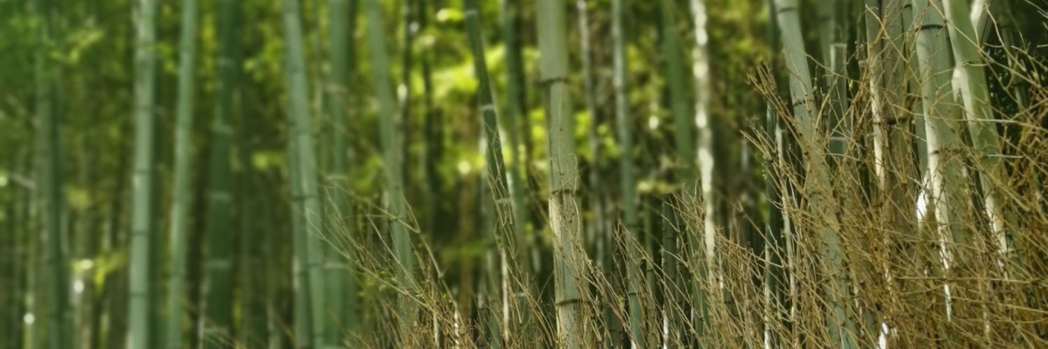 bellamaestro's profile banner image