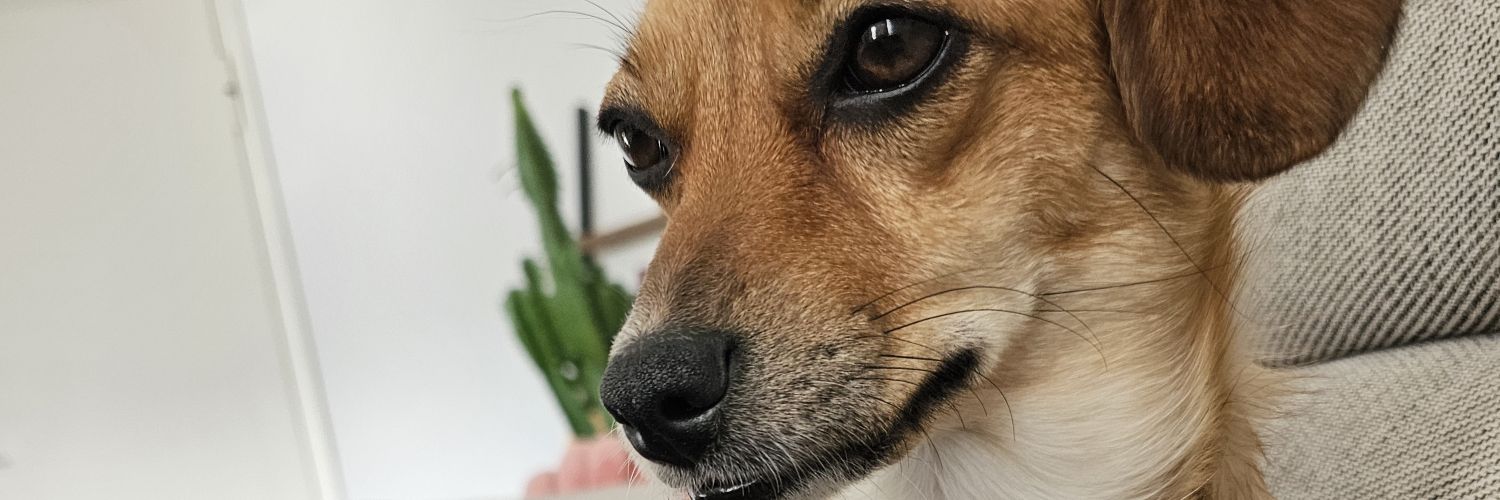 Falanyel's profile banner image