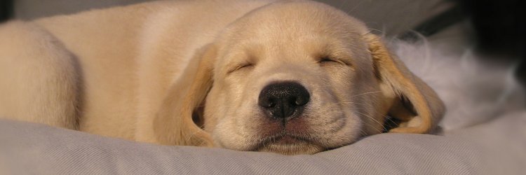 DreamBone Chews banner