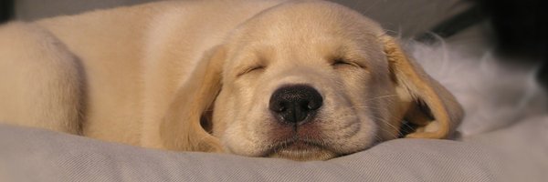 DreamBoneChews Profile Banner