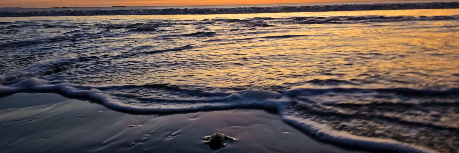 Pigeonisland's profile banner image