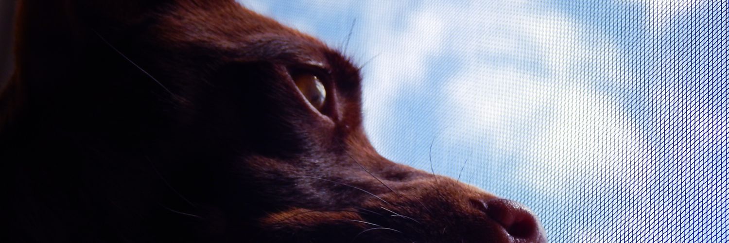 HeyImRebecaXx's profile banner image