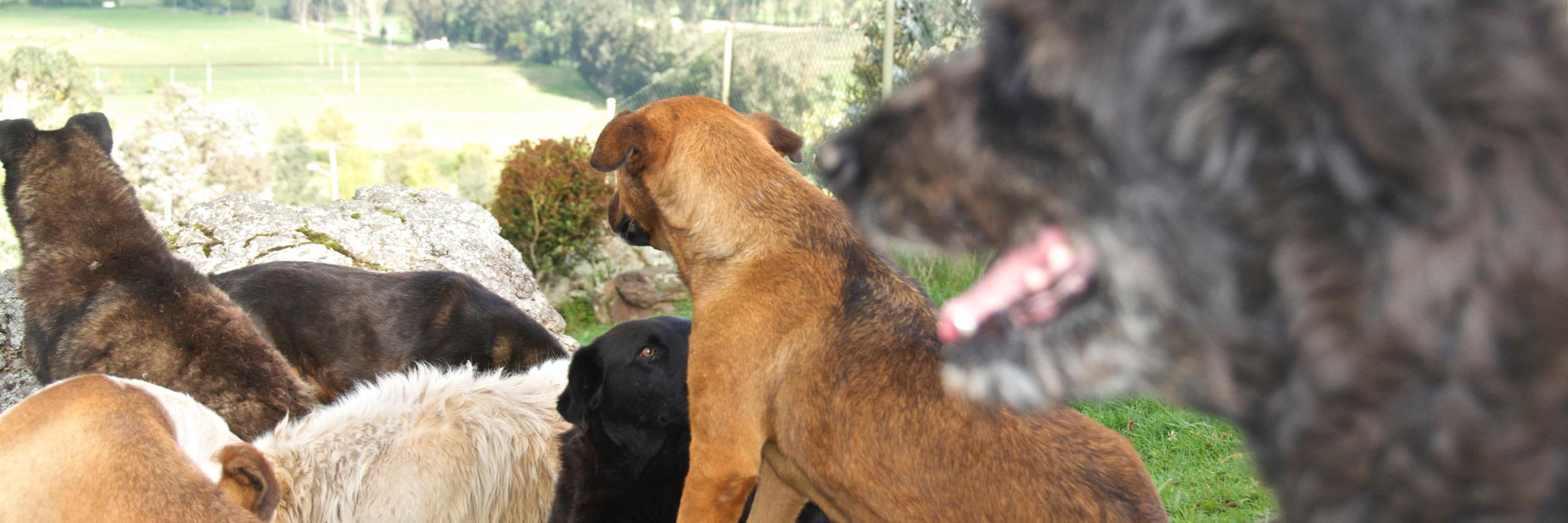 VozAnimalCol's profile banner image
