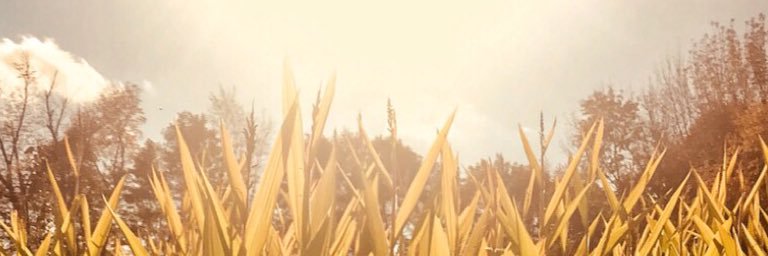 ⭐️L♡vie L♡cks⭐️ banner