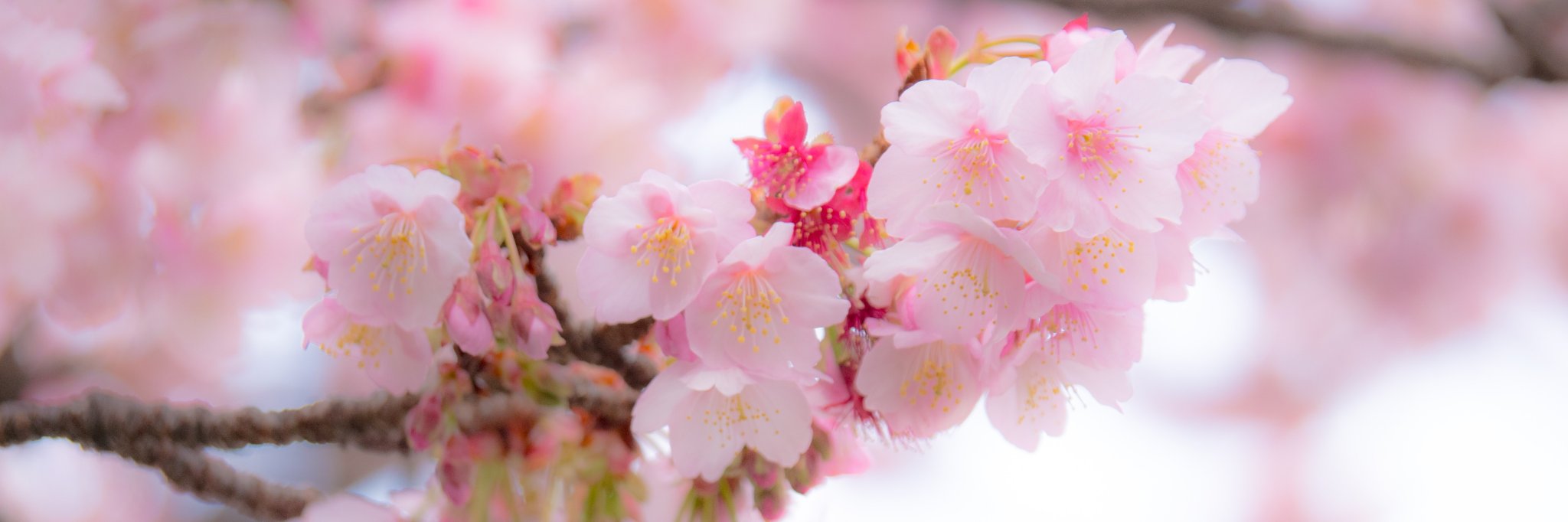 _JunOhashi's profile banner image
